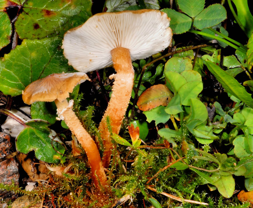 Funghi del Trentino